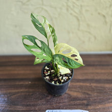 Load image into Gallery viewer, #D458 Variegated Monstera Adansonii