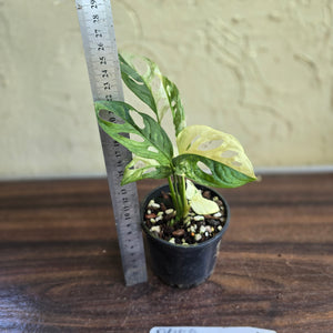 #D458 Variegated Monstera Adansonii