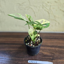 Load image into Gallery viewer, #D458 Variegated Monstera Adansonii