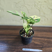 Load image into Gallery viewer, #D458 Variegated Monstera Adansonii