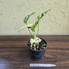 Load image into Gallery viewer, #D458 Variegated Monstera Adansonii