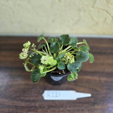 #R221 African Violet Irish Flirt