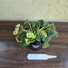 Load image into Gallery viewer, #R221 African Violet Irish Flirt