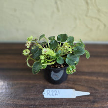 Load image into Gallery viewer, #R221 African Violet Irish Flirt