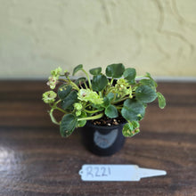 Load image into Gallery viewer, #R221 African Violet Irish Flirt