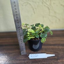Load image into Gallery viewer, #R221 African Violet Irish Flirt