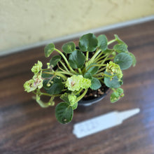 Load image into Gallery viewer, #R221 African Violet Irish Flirt