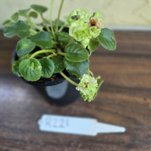 Load image into Gallery viewer, #R221 African Violet Irish Flirt