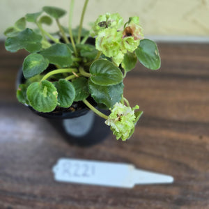 #R221 African Violet Irish Flirt