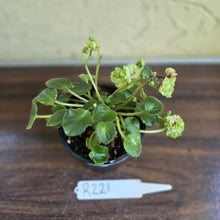 Load image into Gallery viewer, #R221 African Violet Irish Flirt