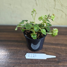 Load image into Gallery viewer, #R221 African Violet Irish Flirt