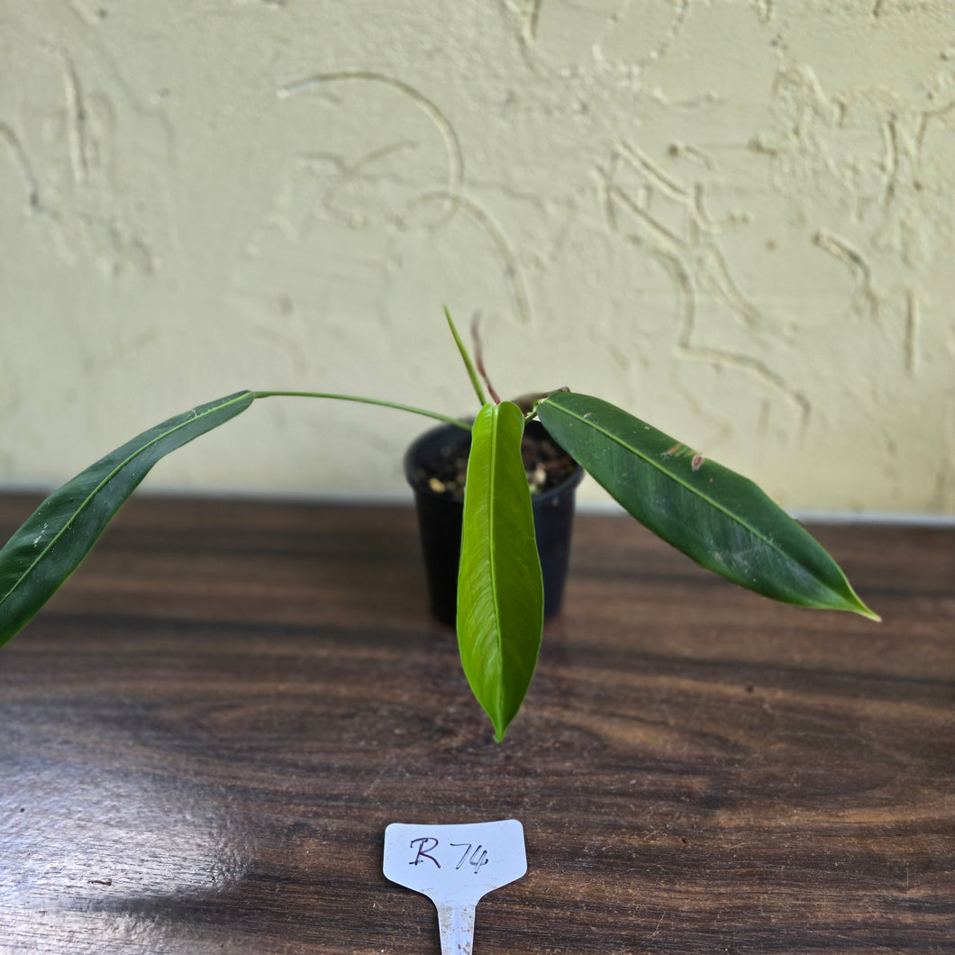 #R74 Philodendron Patriciae