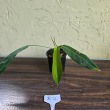 Load image into Gallery viewer, #R74 Philodendron Patriciae