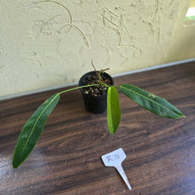 Load image into Gallery viewer, #R74 Philodendron Patriciae