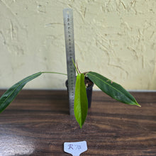 Load image into Gallery viewer, #R74 Philodendron Patriciae