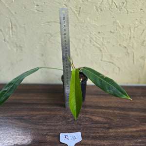 #R74 Philodendron Patriciae