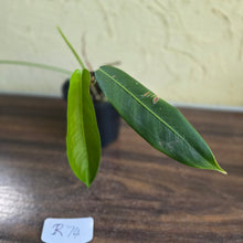 Load image into Gallery viewer, #R74 Philodendron Patriciae