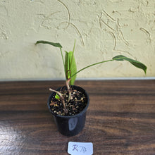 Load image into Gallery viewer, #R74 Philodendron Patriciae