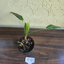 Load image into Gallery viewer, #R74 Philodendron Patriciae