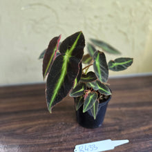 Load image into Gallery viewer, #R433 Begonia Listada