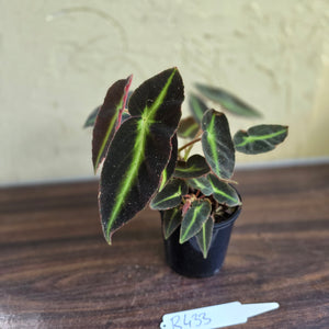 #R433 Begonia Listada