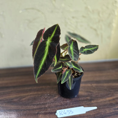 #R433 Begonia Listada