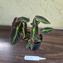 Load image into Gallery viewer, #R433 Begonia Listada