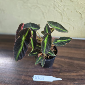 #R433 Begonia Listada