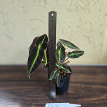 Load image into Gallery viewer, #R433 Begonia Listada