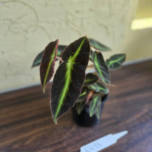 Load image into Gallery viewer, #R433 Begonia Listada
