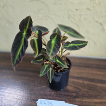 Load image into Gallery viewer, #R433 Begonia Listada