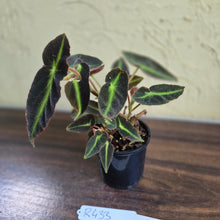 Load image into Gallery viewer, #R433 Begonia Listada
