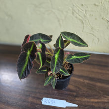 Load image into Gallery viewer, #R433 Begonia Listada