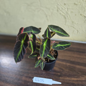 #R433 Begonia Listada