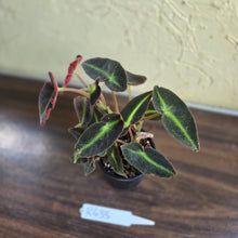 Load image into Gallery viewer, #R433 Begonia Listada