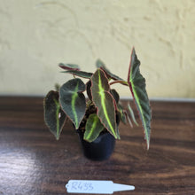 Load image into Gallery viewer, #R433 Begonia Listada