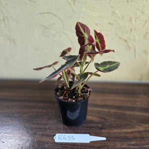 #R433 Begonia Listada