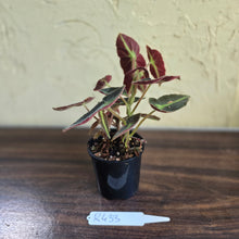Load image into Gallery viewer, #R433 Begonia Listada