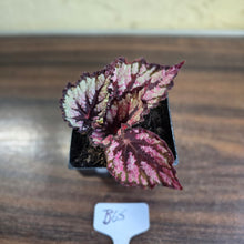 Load image into Gallery viewer, #B65 Begonia Unknown