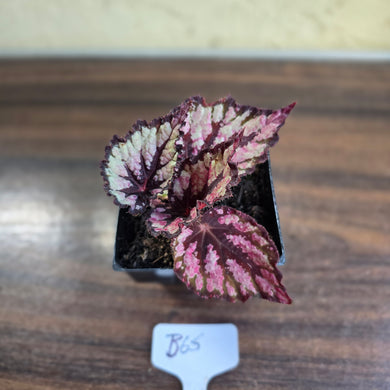 #B65 Begonia Unknown