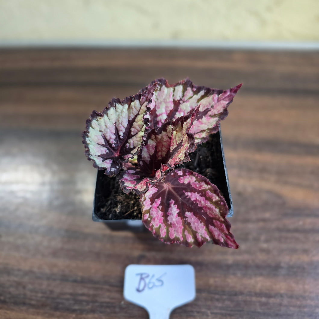 #B65 Begonia Unknown