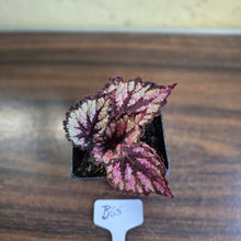 Load image into Gallery viewer, #B65 Begonia Unknown