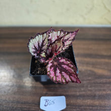 Load image into Gallery viewer, #B65 Begonia Unknown