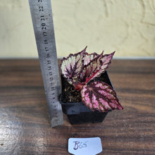 Load image into Gallery viewer, #B65 Begonia Unknown