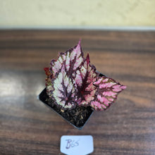 Load image into Gallery viewer, #B65 Begonia Unknown