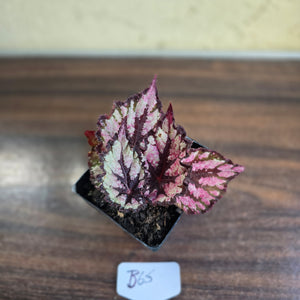 #B65 Begonia Unknown