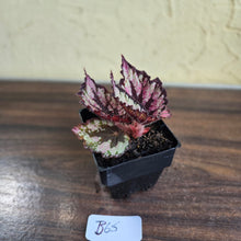 Load image into Gallery viewer, #B65 Begonia Unknown