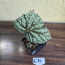 Load image into Gallery viewer, #G17 Begonia Unknown