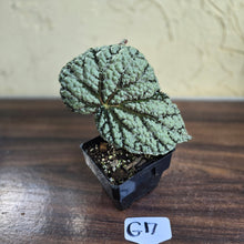 Load image into Gallery viewer, #G17 Begonia Unknown