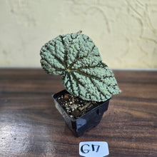 Load image into Gallery viewer, #G17 Begonia Unknown